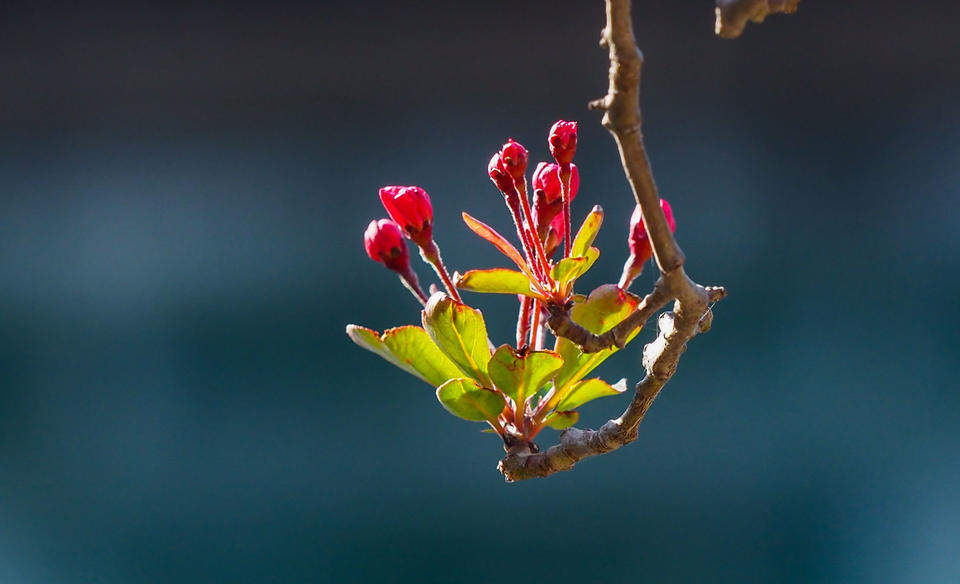 春分要来暖风吹，济南泉边大面积海棠花含苞待放