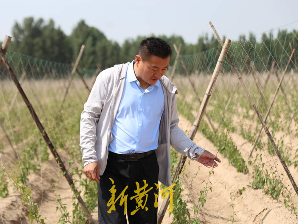 他辞掉工作回乡种山药，年产300万斤收入达900万元