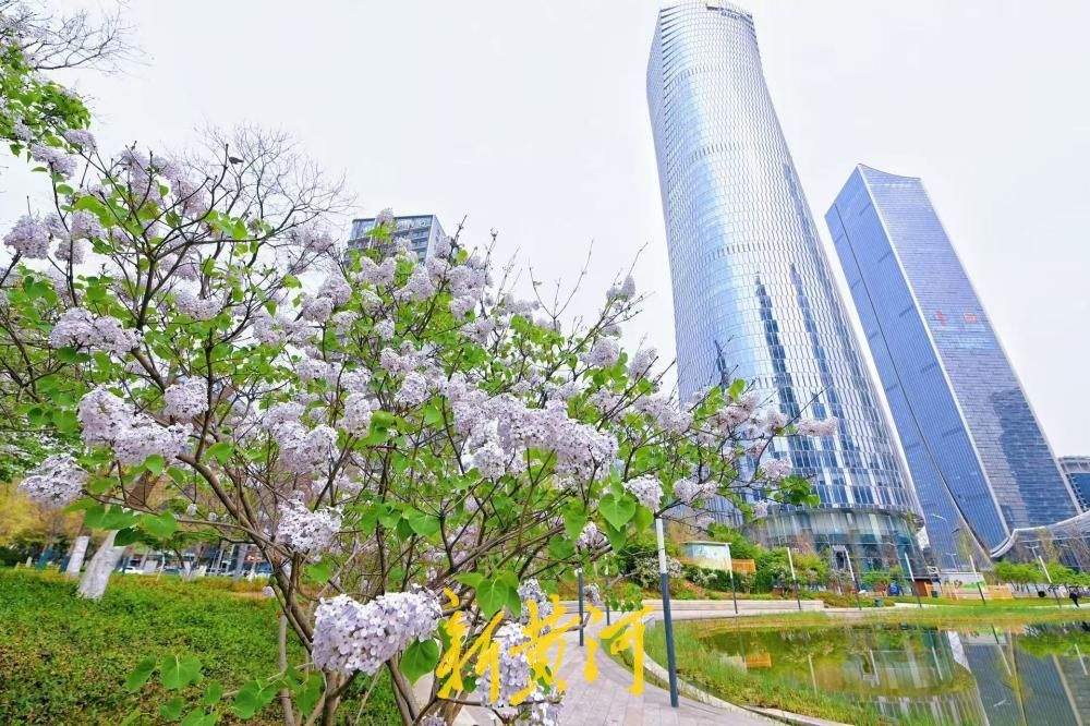 济南CBD“五指山”下丁香花绽放 与城市超高层建筑交相辉映