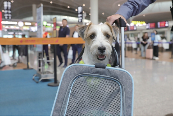 东航济南至上海航班推出“宠物进客舱”服务 7月1日起上线