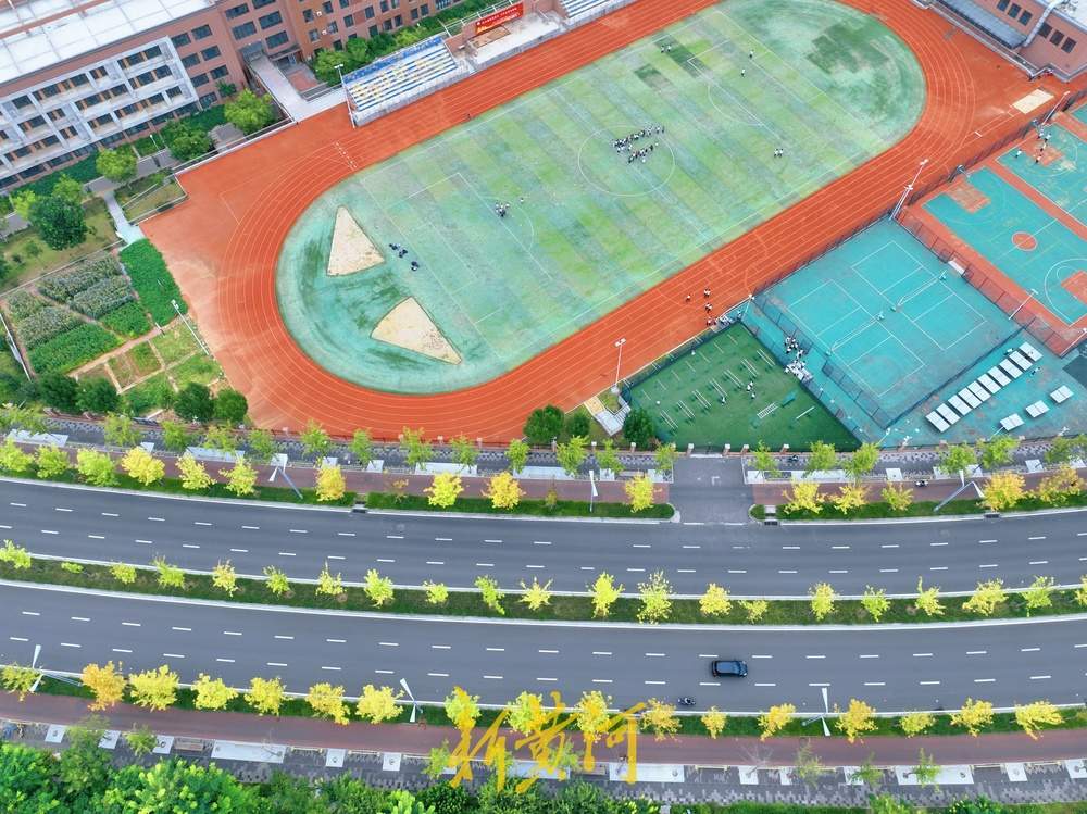 一年四季 泉在济南｜秋染泉城，娜塔栎为济南CBD道路镶“金边”