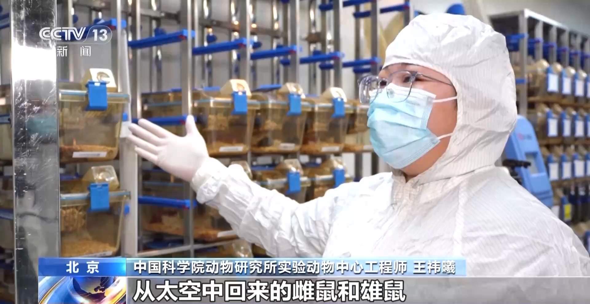 航天小鼠已顺利产下三窝后代 空间繁育研究获新进展