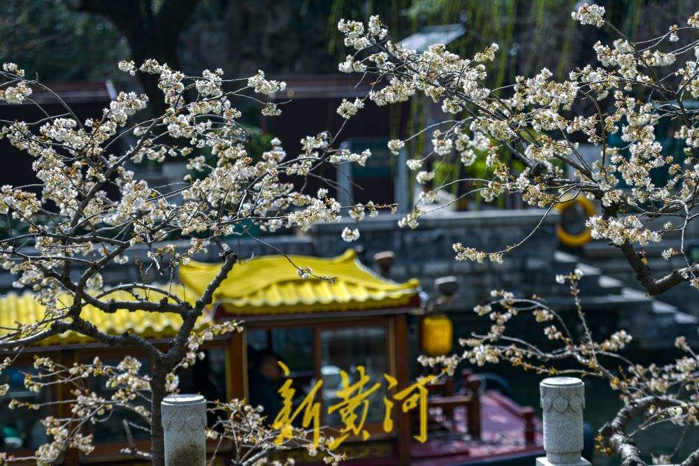 济南护城河畔“独树一枝”变身网红打卡点