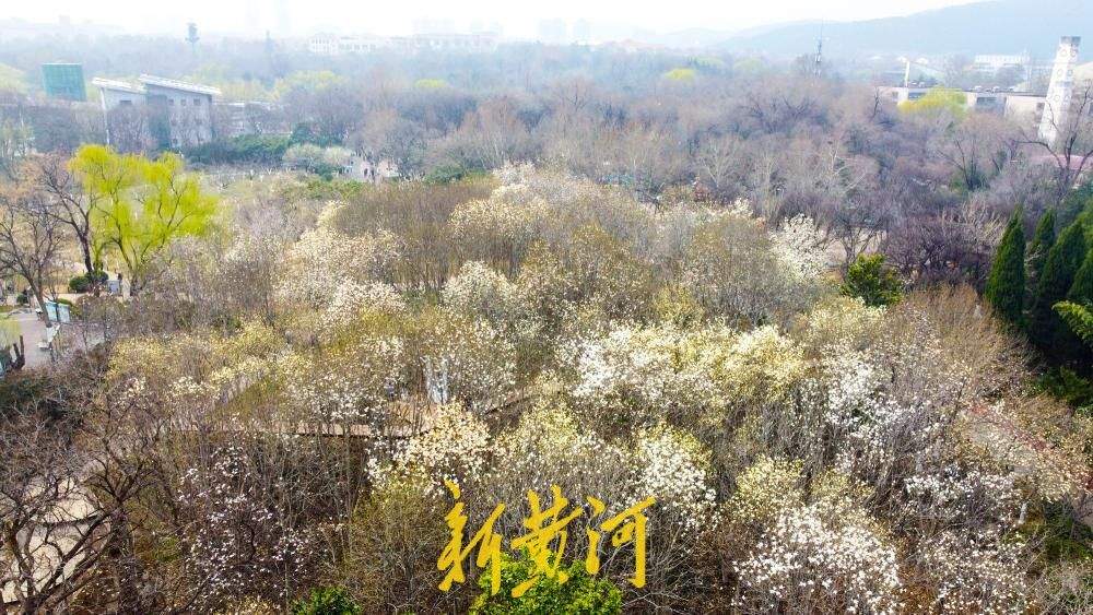 地铁站旁最近的玉兰花海，走出车站融入春景中