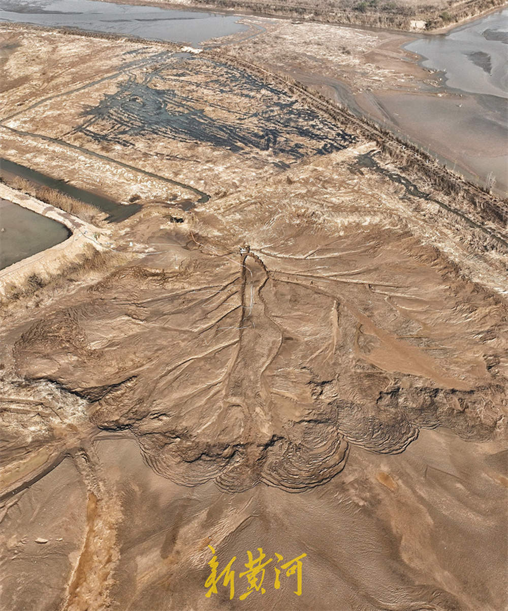 济南黄河北岸现“潮汐树” 壮美景观如同大地脉搏