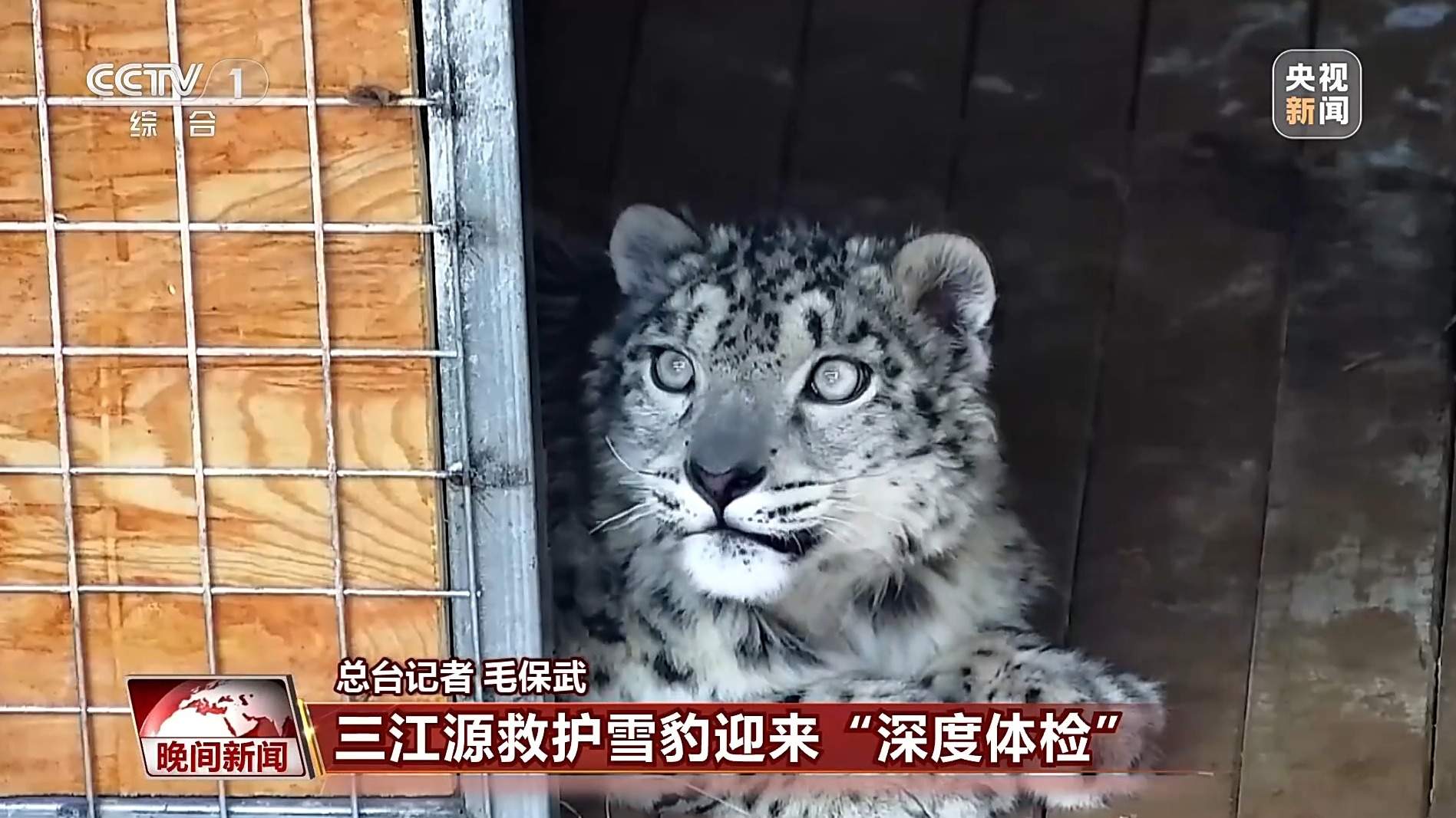 美丽中国行丨青海三只被救护雪豹迎“深度体检”