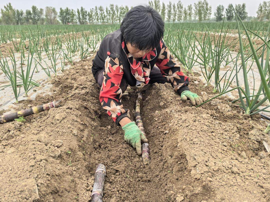 新农人有新思路！甘蔗地里玩起“混搭风”