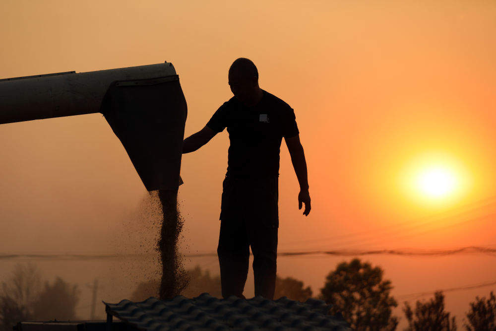 “三夏”大忙正当时 麦浪滚滚穗飘香