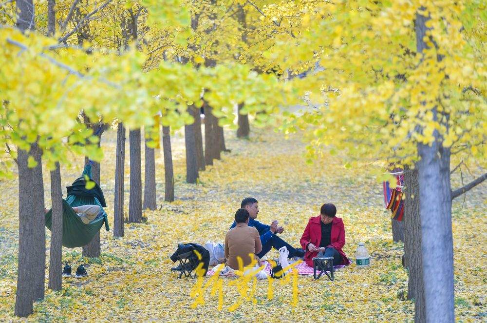 黄河畔银杏林已到颜值巅峰期 看林中的花样打卡