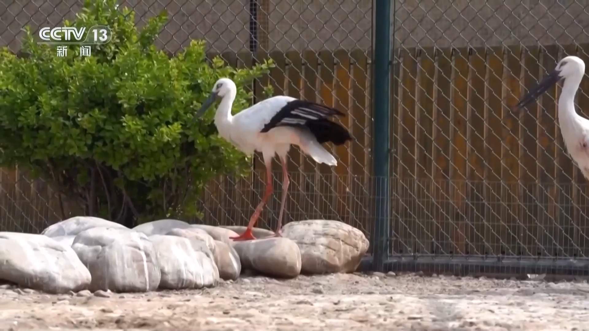 暖心救助！独脚东方白鹳成功装上 “机械腿”