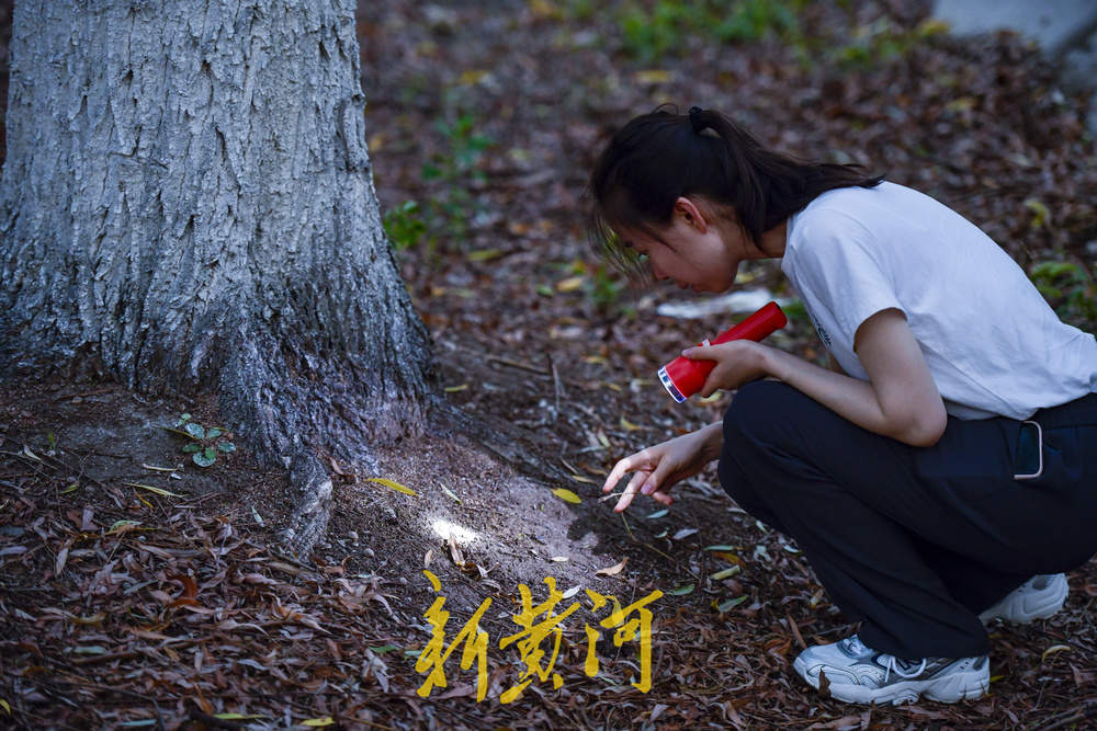 又到了摸知了猴的季节，树林里到处闪着手电筒的光