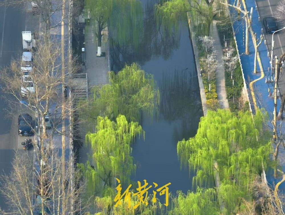 垂柳依依 济南工商河畔春色如画