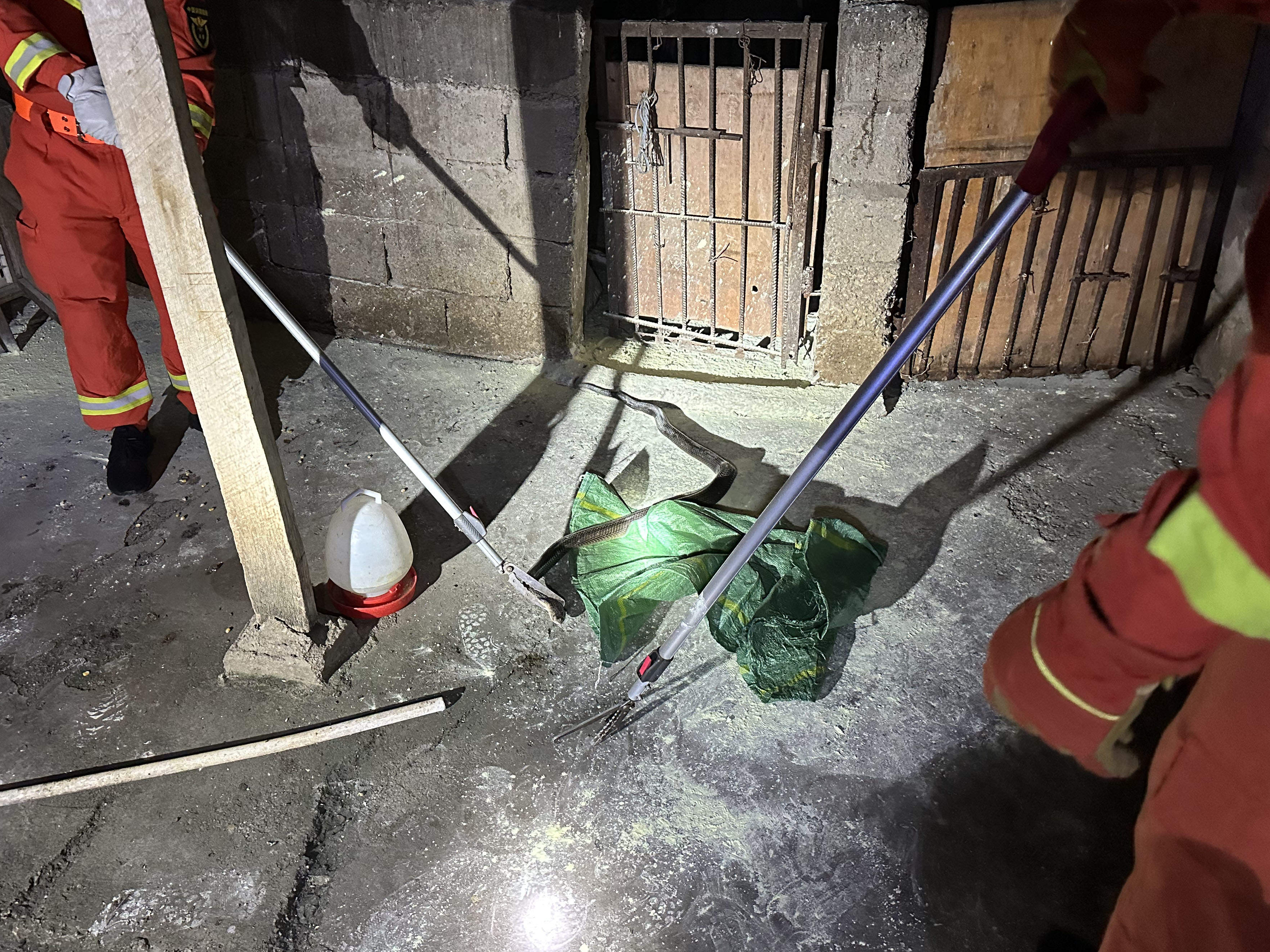 眼镜王蛇深夜“吃鸡” 110摇来119求助