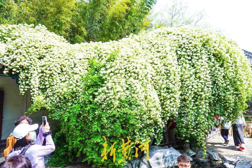 往年深藏园中飘“暗香” 今年花开如瀑成“网红”