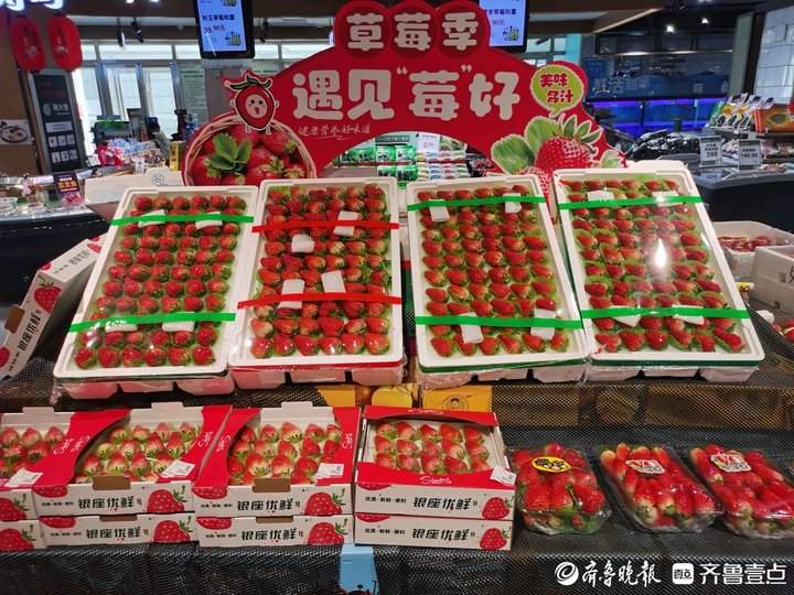 价格近乎腰斩一盆最低十几元济南市民进入草莓自由期