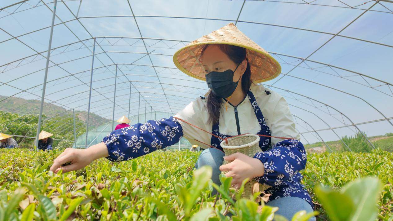 融媒·见证丨山区百姓增收致富，文旅发展再添助力——群山深处有茶香