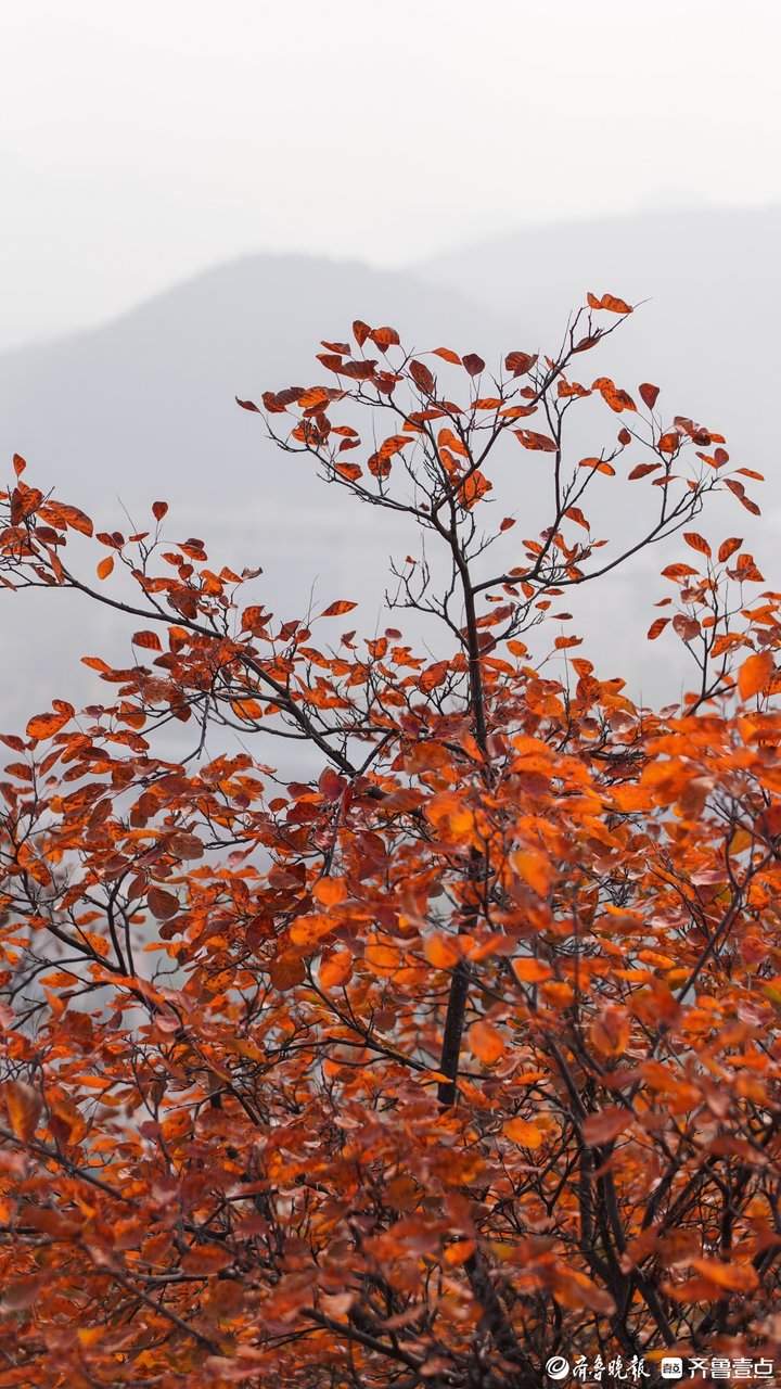 “平分秋色”有画面了，济南蝎子山现一山双色奇观