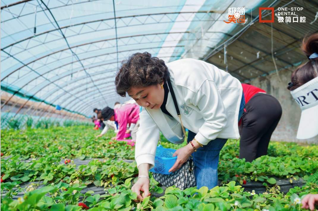 极简口腔“咀嚼的幸福” 极简笑园初夏户外乐活掠影：摘“莓”拾欢喜，热爱不落幕