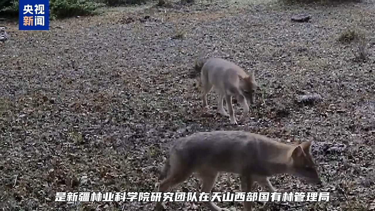 我国西北地区首次记录到亚洲胡狼活动影像