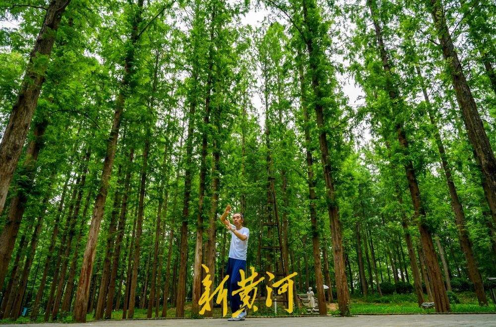 一年四季 泉在济南丨持续30℃以上高温催热“森林秘境” 泉城公园水杉林成纳凉热门地