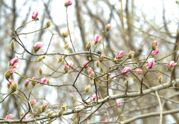 泉城“探春”花意渐浓