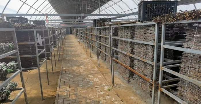 “摸金”盛宴：夜探“金蝉村”