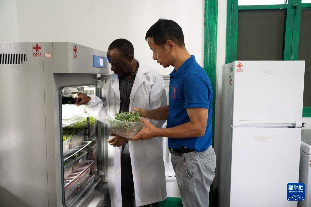 通讯丨中国农业专家助力莫桑比克农业提质增效