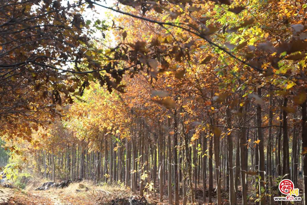融媒·画像丨此生如橡树，风雨立青山——陈克伟的苗木人生