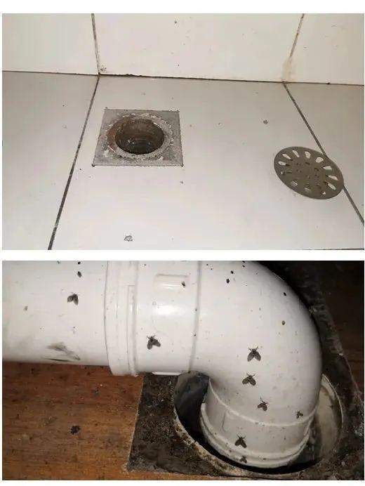 太吓人了！随手拍死蛾蚋 男子被迫摘除眼球