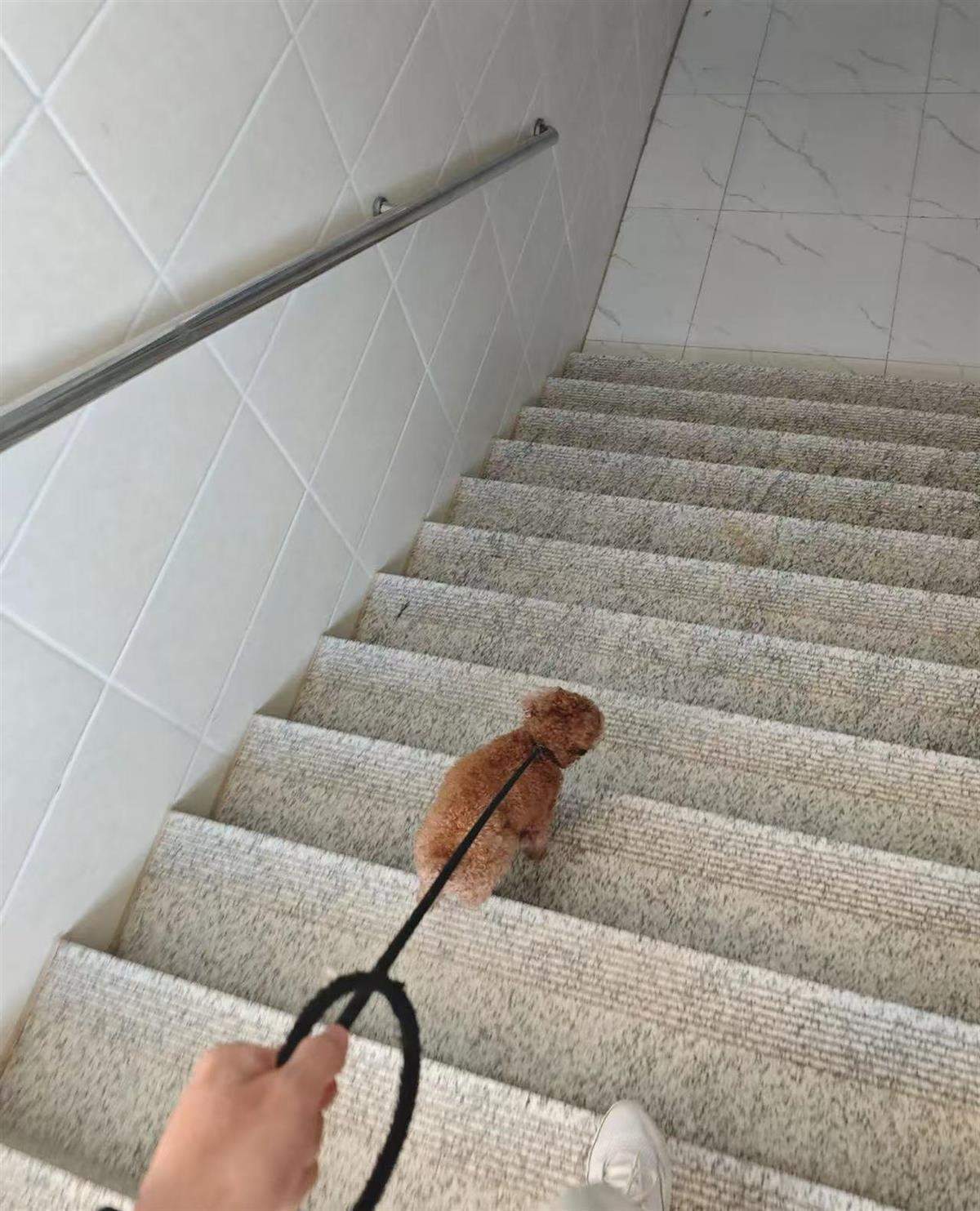 初中生带宠物狗上课老师帮忙遛狗？班主任：系生物开学第一课，破例允许带宠物进课堂