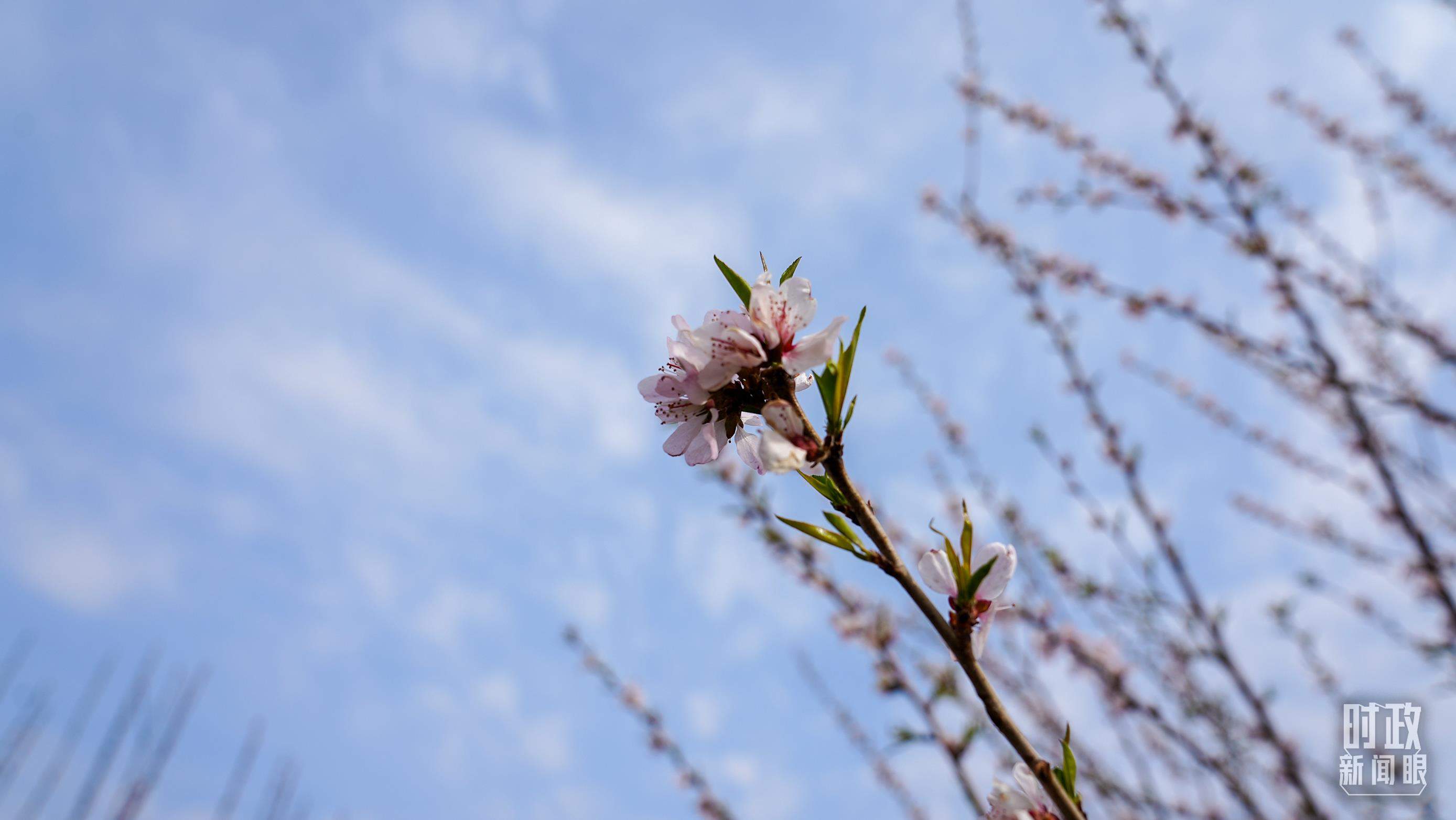 时政新闻眼丨在首都义务植树活动现场，习近平强调这件利国利民的大事