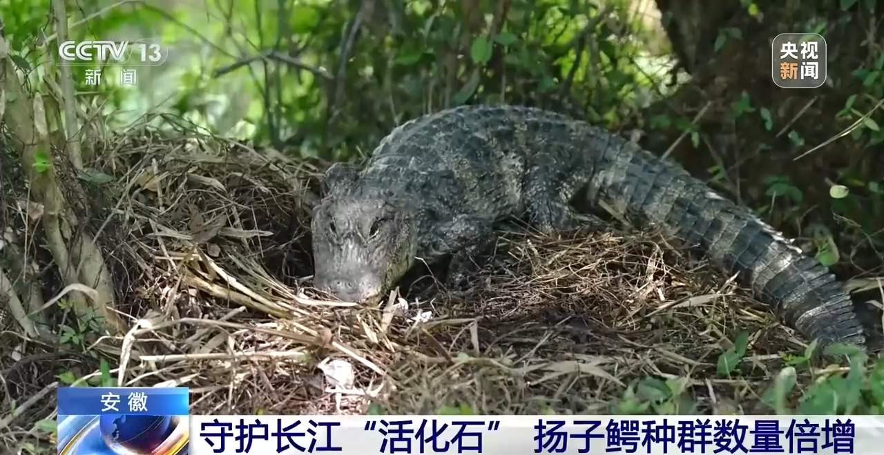 近距离看扬子鳄破壳瞬间！长江“活化石”人工孵化室大有讲究