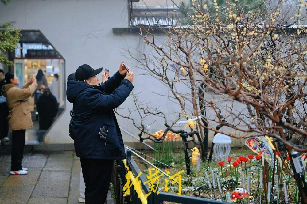 济南春雪过后 趵突泉畔蜡梅傲然绽放