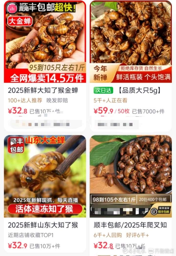一天吃掉数万只，金蝉如何从林间虫变身“餐桌流量王”