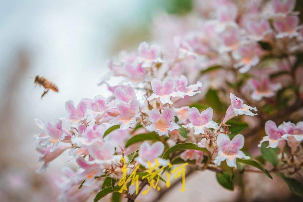 一年四季 泉在济南｜人在花中游 猬实花盛开绘就泉城春日盛景