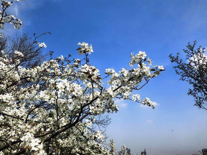 济南千佛山的梨花，开出了一片白色的春天
