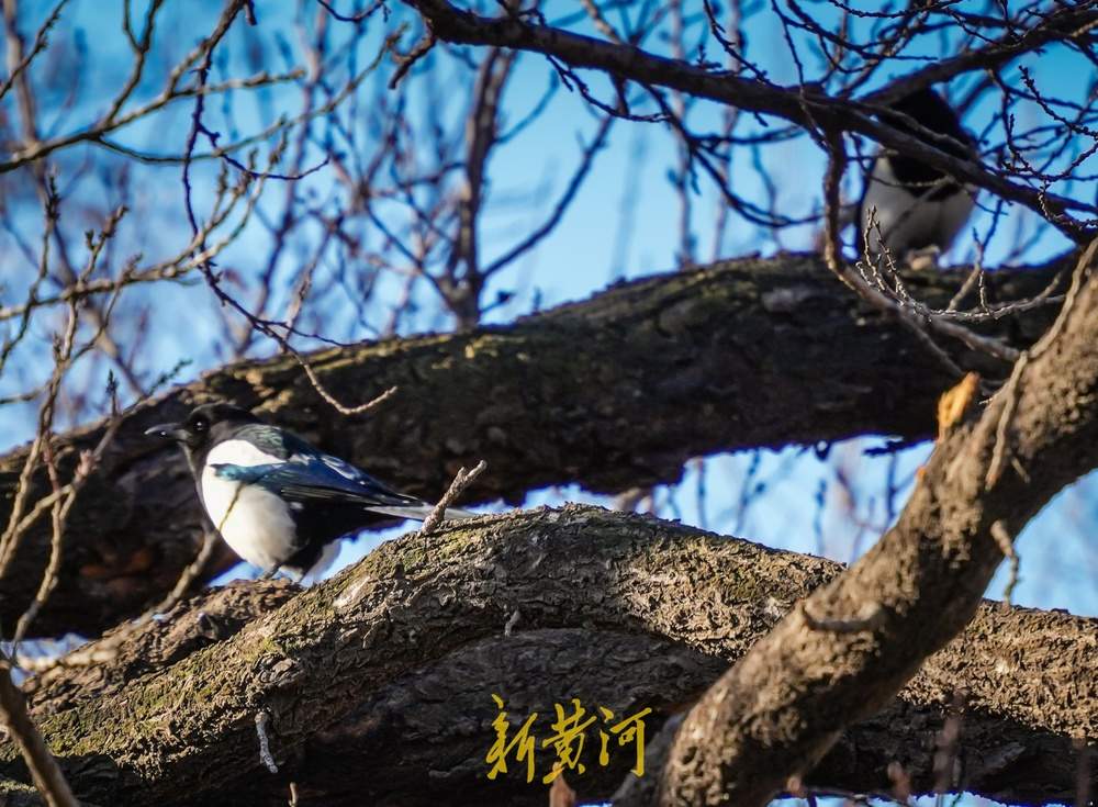“泉”在济南过大年｜新春佳节，济南千佛山上鸟儿欢歌飞舞迎新年
