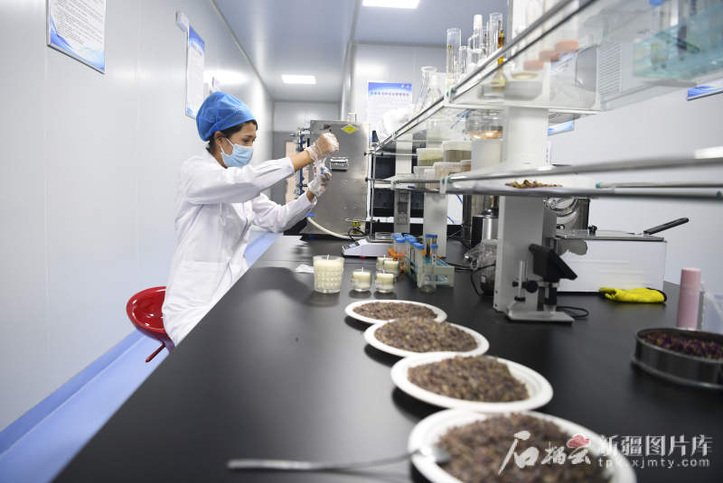 环着沙漠看新疆丨沙漠植物变“护肤宝贝”