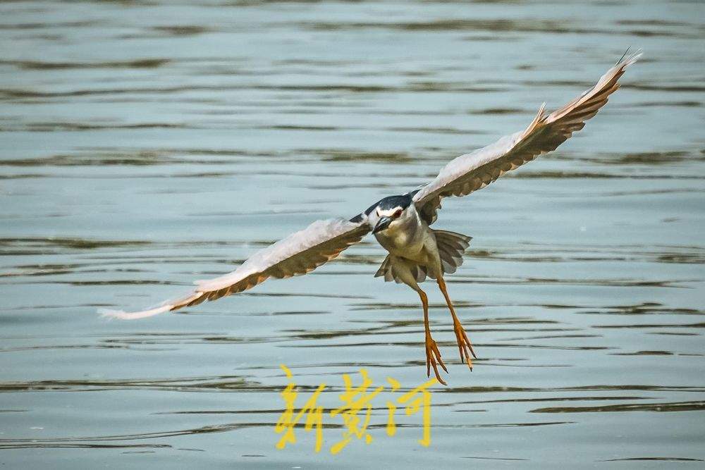 济南大明湖夜鹭翩跹，春意盎然绘就生态画卷