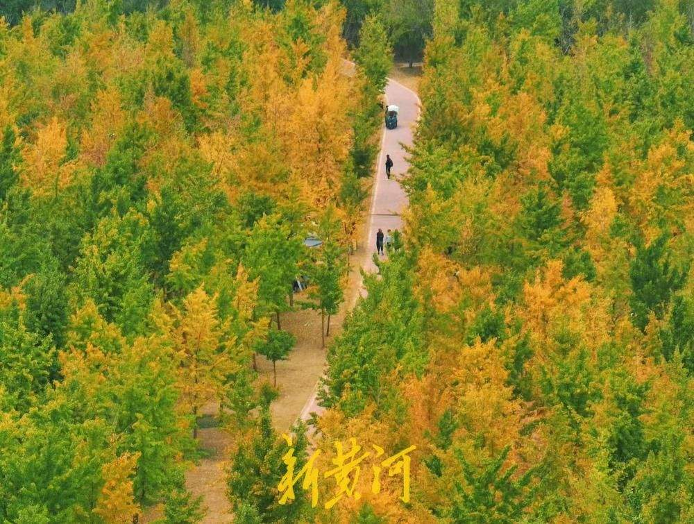 沿黄秋韵浓，银杏渐黄绘就泉城深秋画卷