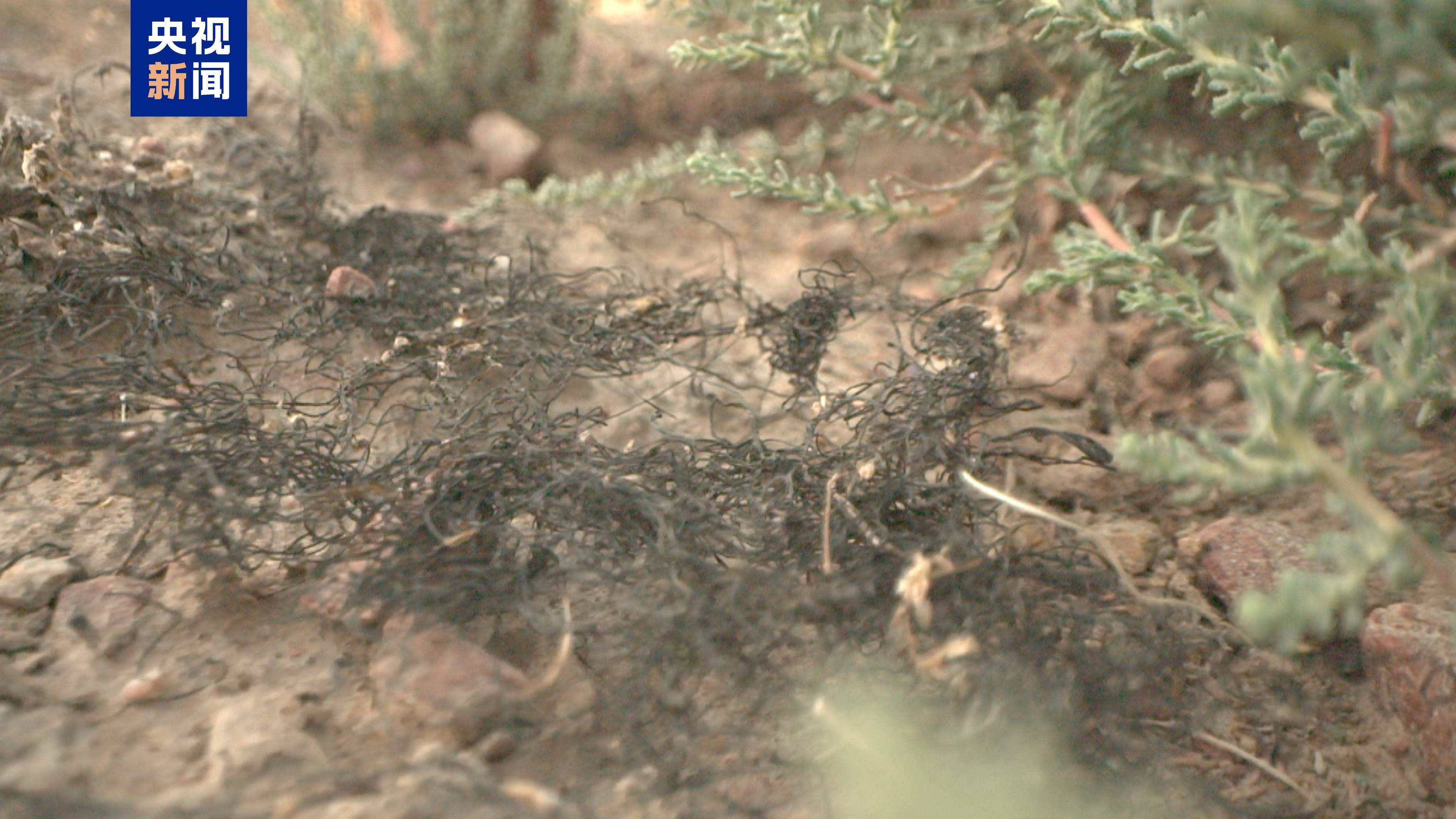 “头发”长在沙地上?宁夏发现大规模国家一级保护植物发菜群落
