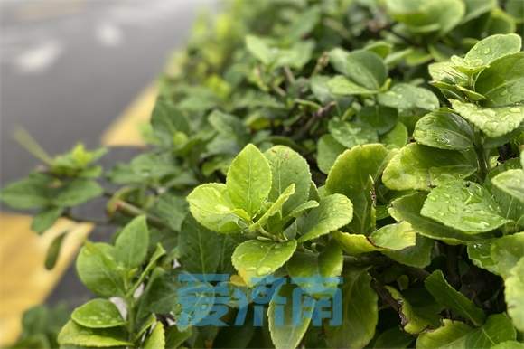 今晨济南解除雷雨大风预警信号,今明两天仍有雷阵雨!