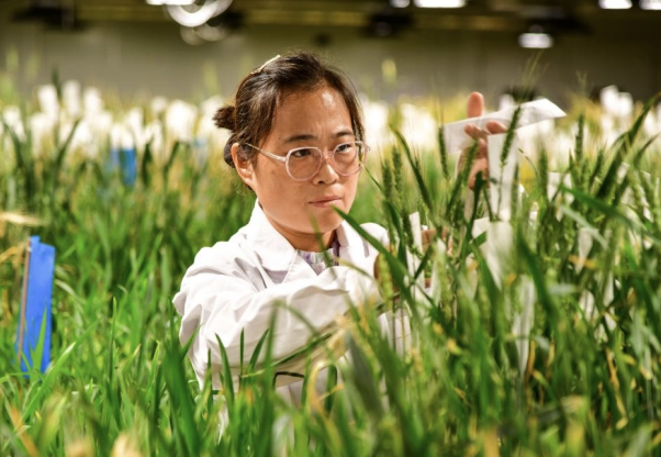 融媒·先锋｜“阳光雨露”滋润的创新谷，数百家企业长得“枝繁叶茂”——“谷”间晨曦