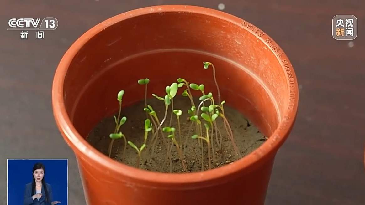 低价“营养土”重金属超标变“毒土” 专家支招教你正确选购