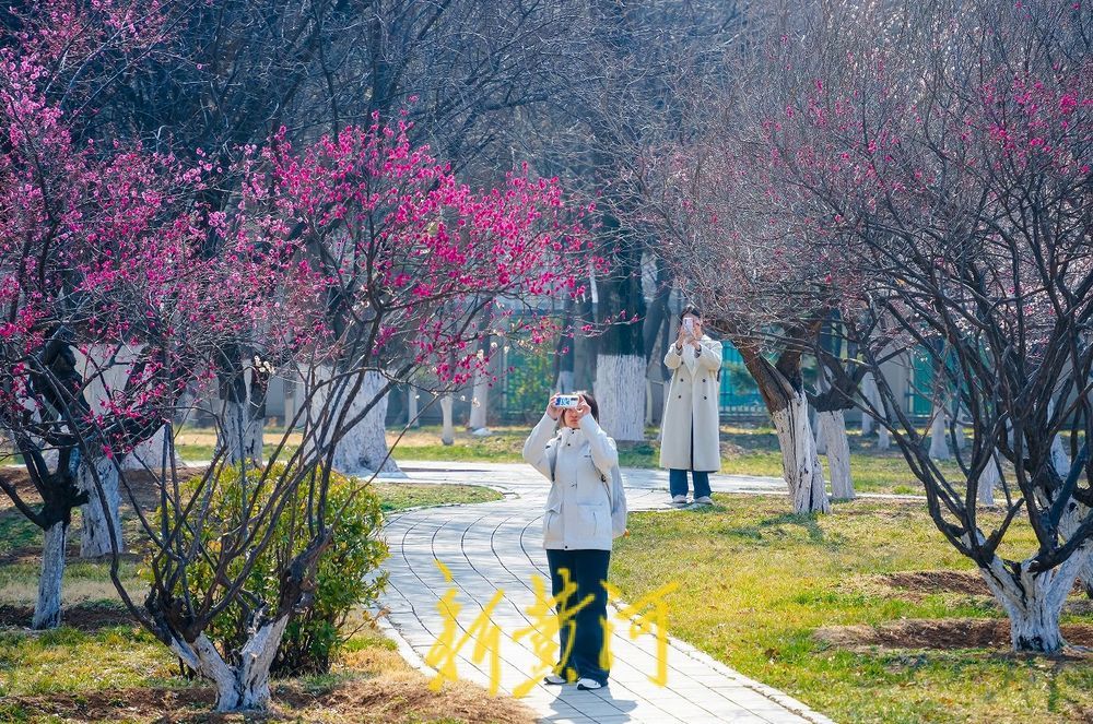 校花开了山东大学繁花盛开美如画