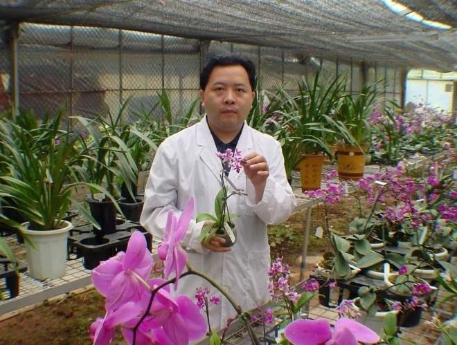 破解世界性难题！中国人实现了“蝴蝶兰自由”