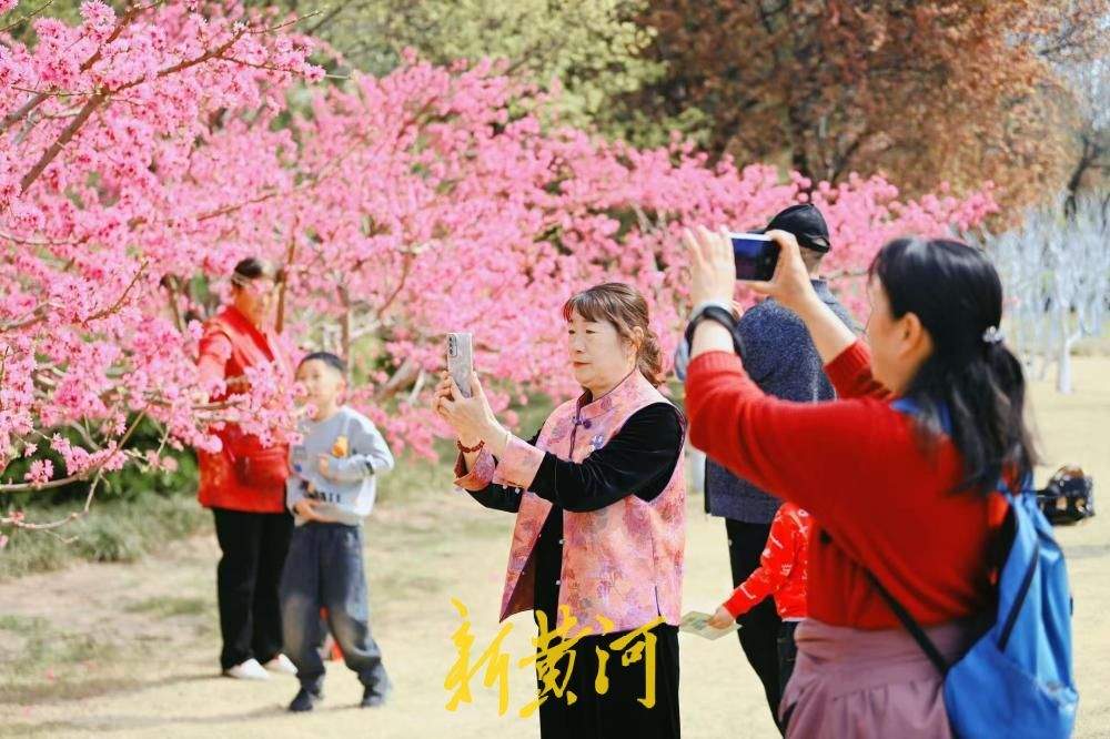 菊花桃盛开灿若云霞 惊艳泉城春日