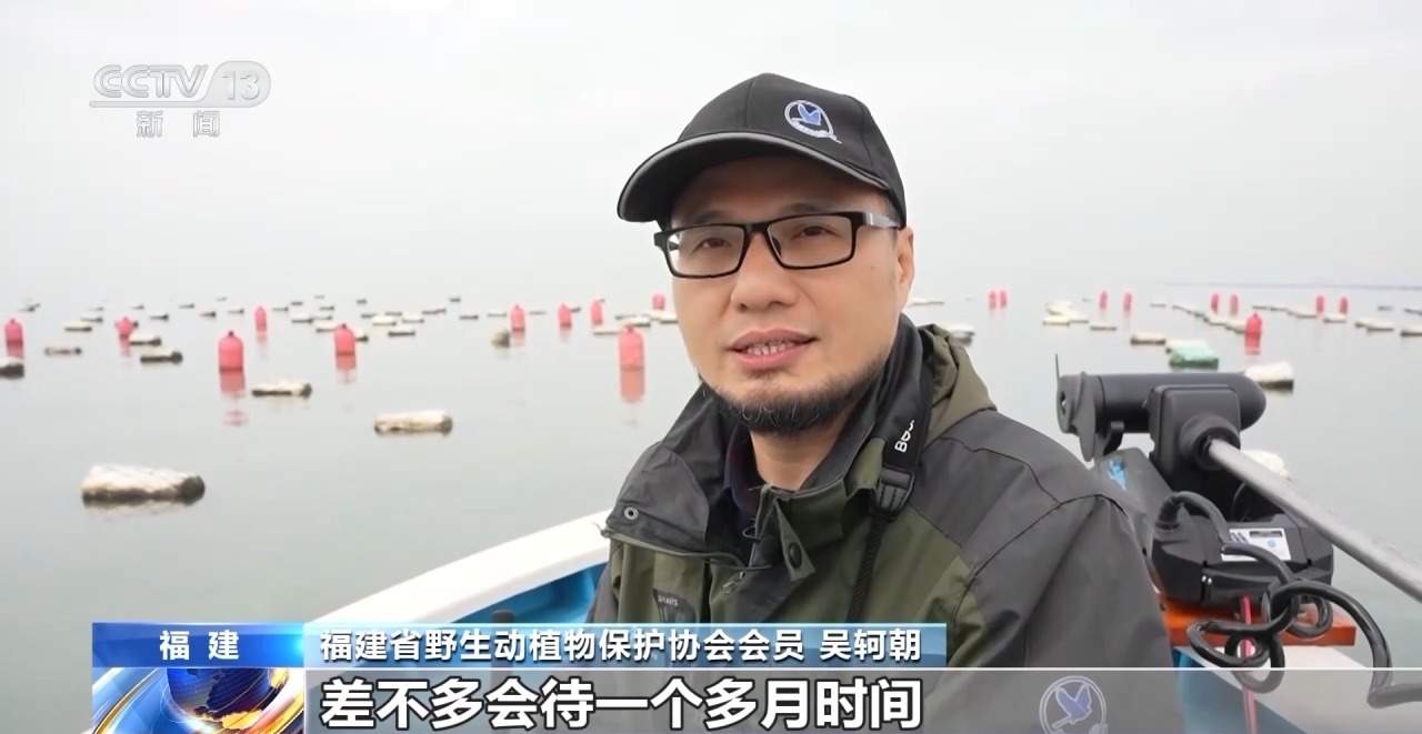 全世界最珍稀的候鸟!14只中华凤头燕鸥现身福建晋江围头湾