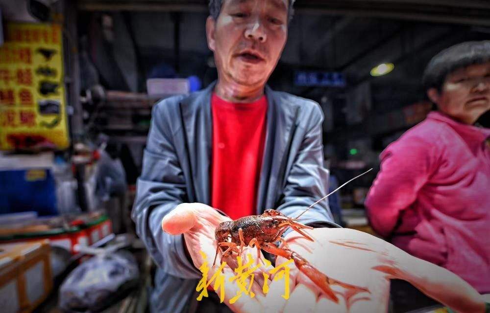 小龙虾新鲜上市，每斤从15元到30元不等