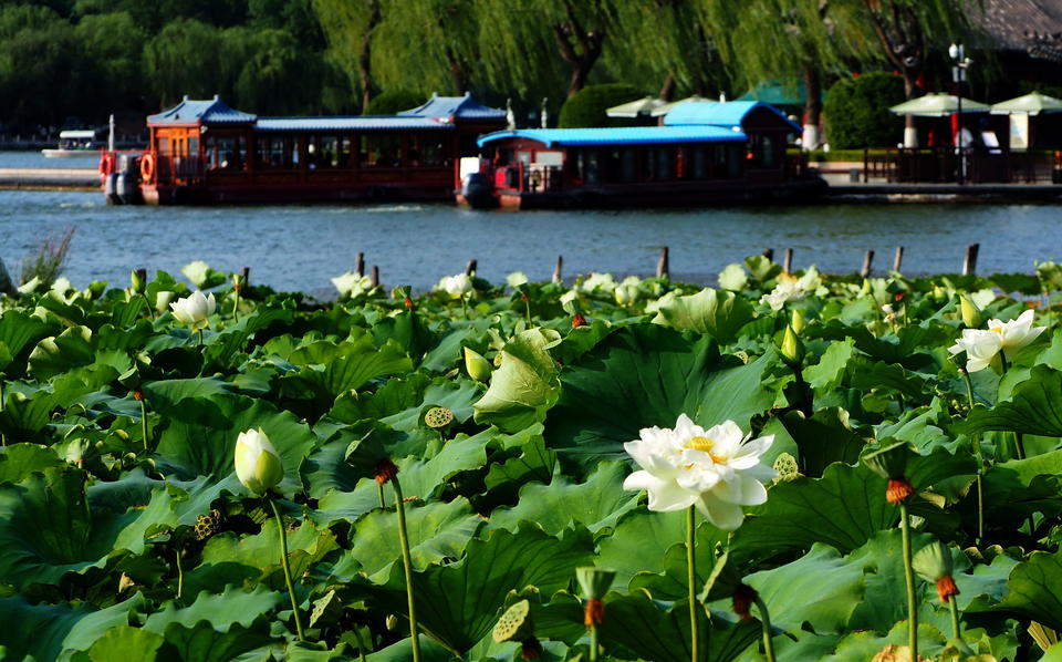 济南泉水旺盛，大明湖美景无限引来游客如织